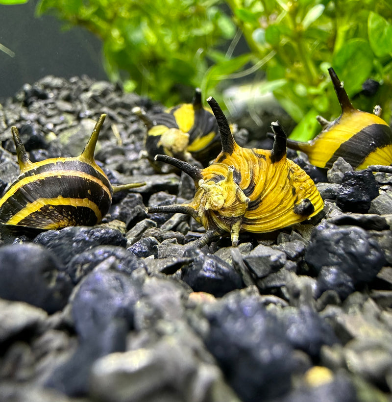 3 Zebra Thorn Nerite Snails (Clithon Diadema) - AquaticMotiv