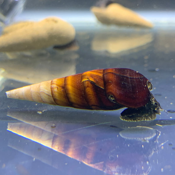 2 Cappuccino Spike Snail (Faunus Ater Var. 'Cappuccino') - AquaticMotiv