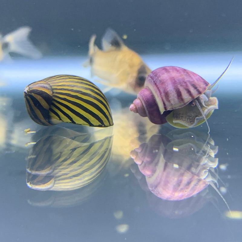 2 Snails (Color Contrast Pack) - AquaticMotiv