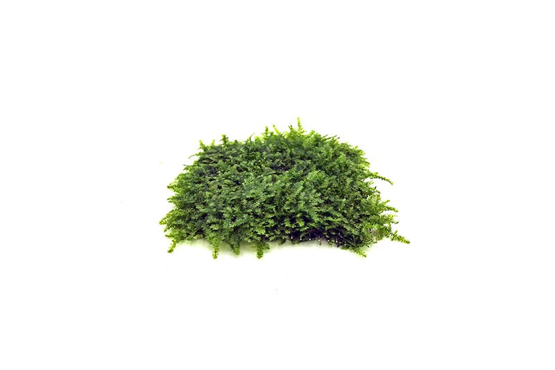 Christmas Moss 3" x 3" Mat (Vesicularia Montagnei) - AquaticMotiv