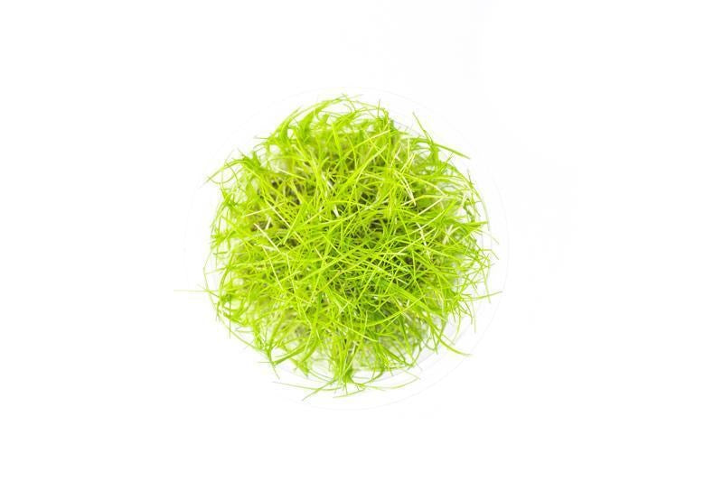 Dwarf hairgrass UNS Tissue Culture