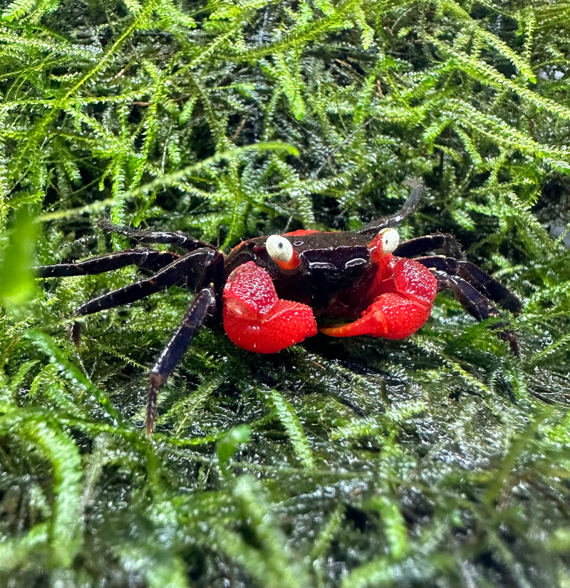 Red Devil Vampire Crab (Geosesarma Hagen) - AquaticMotiv