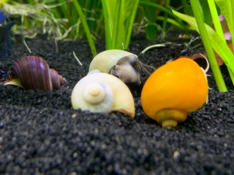 20 Mystery Snail (Pomacea bridgesii) - AquaticMotiv
