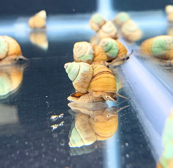 3 Japanese Trapdoor Snails - AquaticMotiv