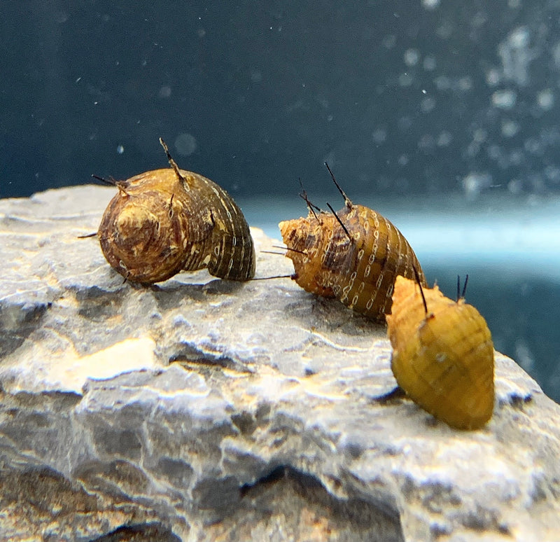 3 Hair Nerite Snails - AquaticMotiv