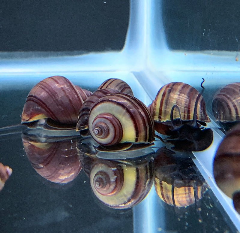 Purple Mystery Snails x5 (BREEDING GROUP) - AquaticMotiv