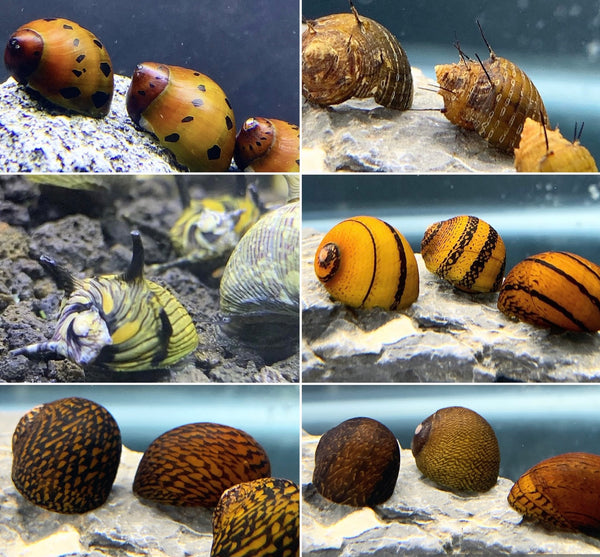 6 Nerite Snails (Specific Species Pack)