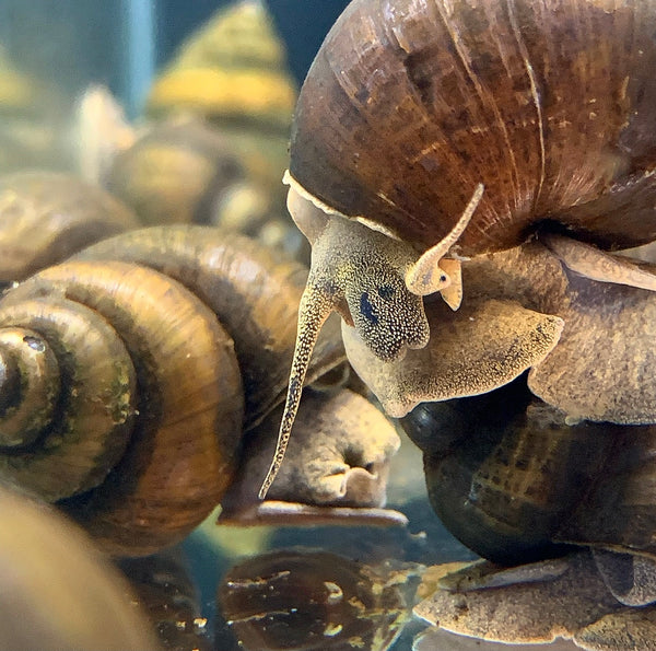 3 American Trapdoor Snails (Extra-Large) - AquaticMotiv