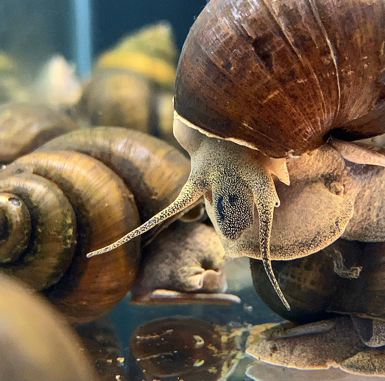 3 American Trapdoor Snails (Extra-Large) | AquaticMotiv