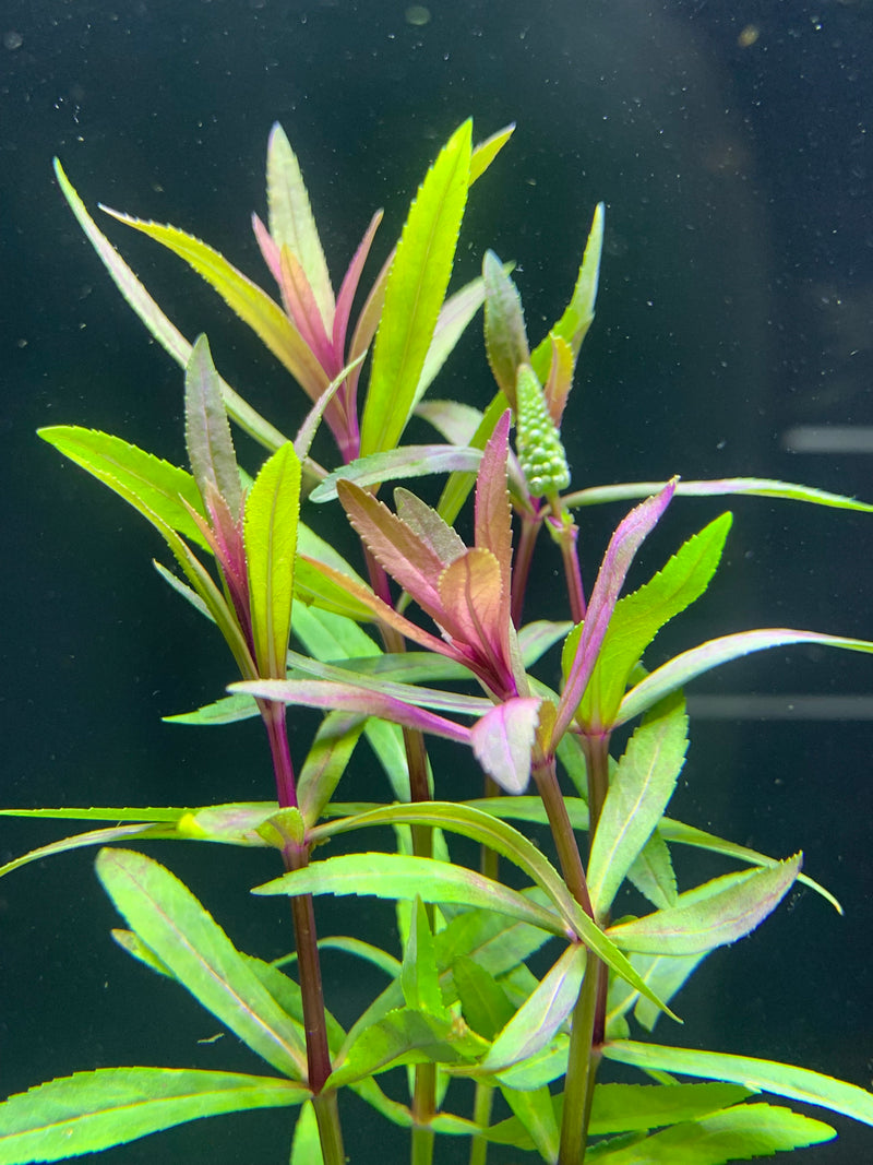 Pogostemon Stellatus Broad-Leaf - AquaticMotiv