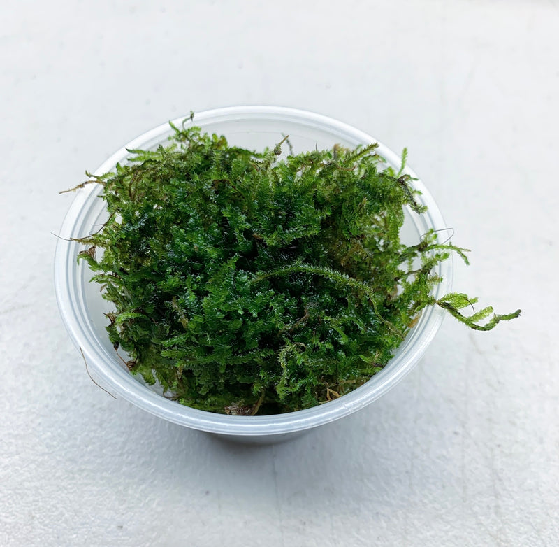 Christmas Moss (Vesicularia Montagnei) - AquaticMotiv
