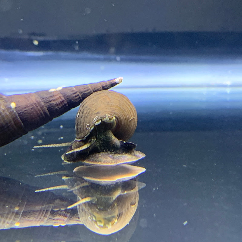 3 Chopstick Snails (Stenomelania Torulosa) - AquaticMotiv
