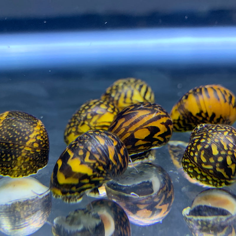 3 Batik Nerite Snails (Neritina c. Variegata) - AquaticMotiv