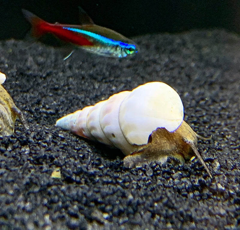 2 White Hercules Snail (Brotia Herculea) - AquaticMotiv