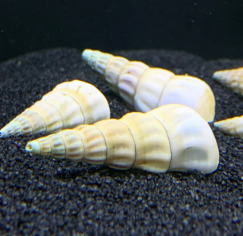 2 White Hercules Snail (Brotia Herculea) - AquaticMotiv