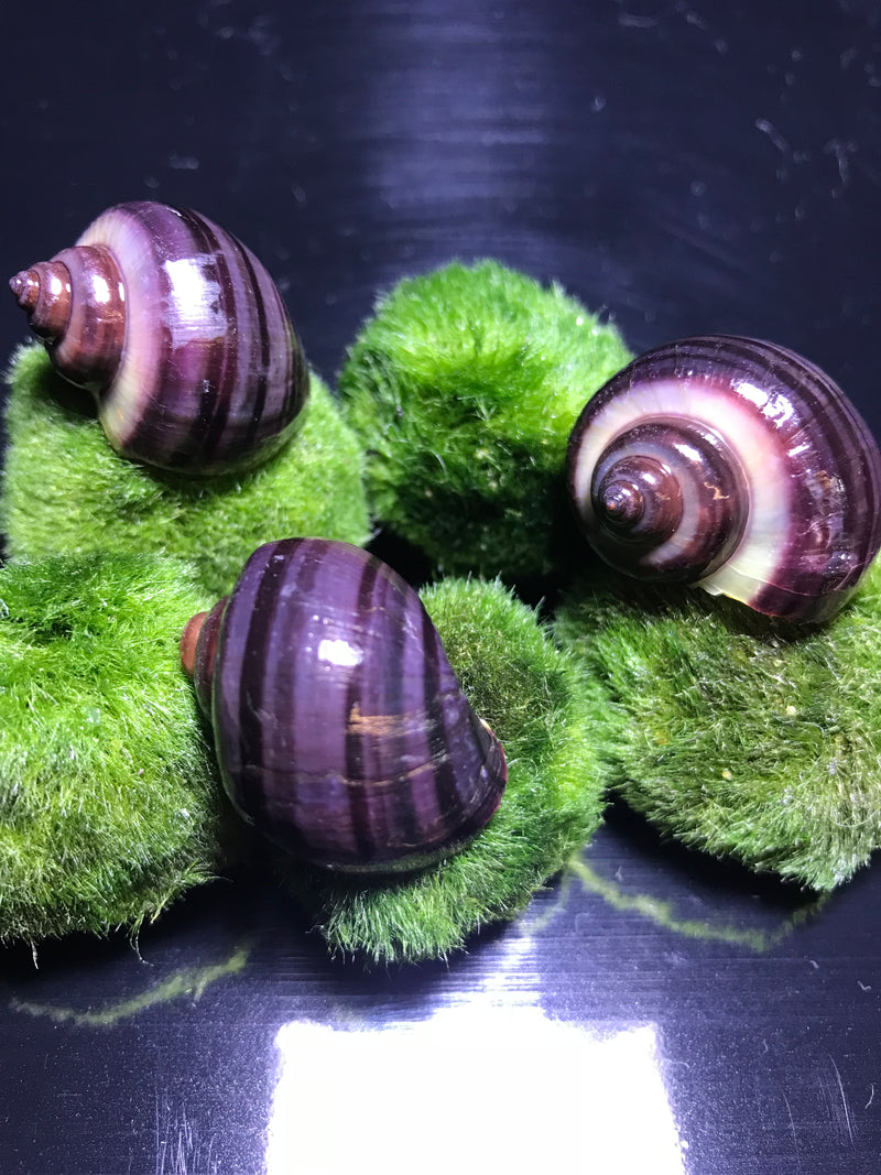 3 Purple Mystery Snails (Pomacea Bridgesii) - AquaticMotiv