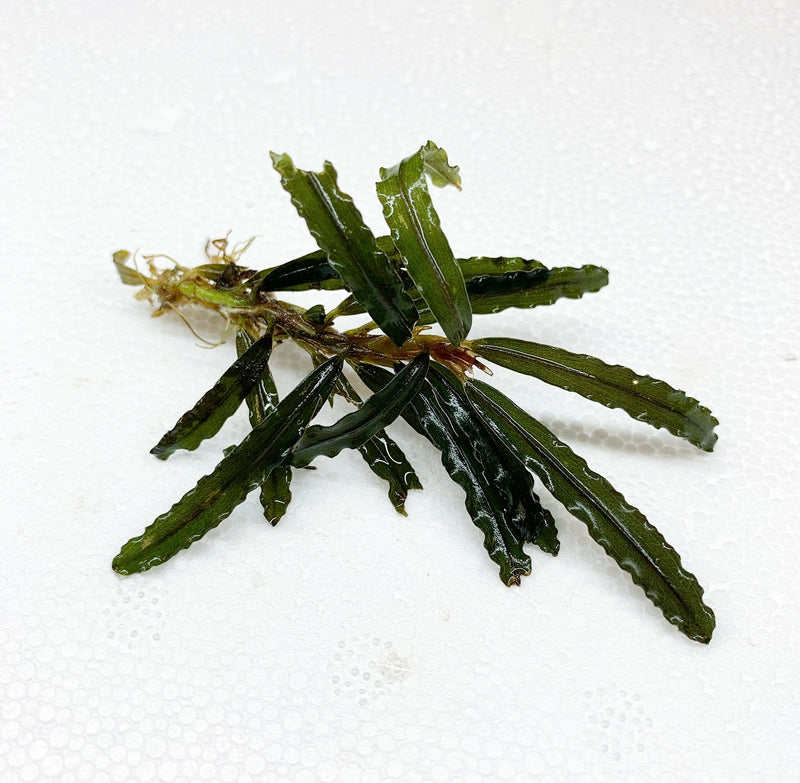 Bucephalandra Black Mist Stem (15+ leaves) - AquaticMotiv