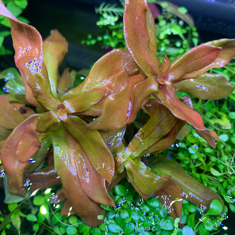 Ammania Senegalensis (Copper Leaf Ammania) - AquaticMotiv