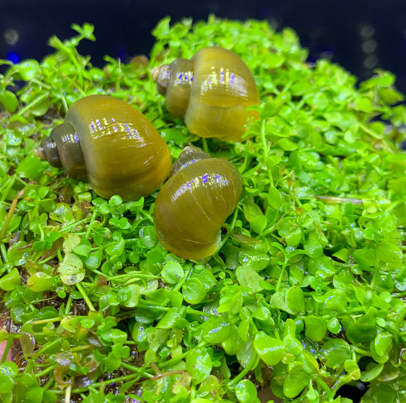 3 Jade Green Mystery Snails (Pomacea Bridgesii) - AquaticMotiv