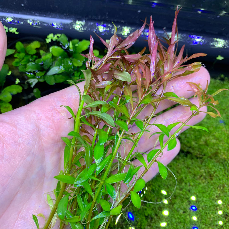 Ludwigia Arcuata (Needle-Leaf Ludwigia) - AquaticMotiv