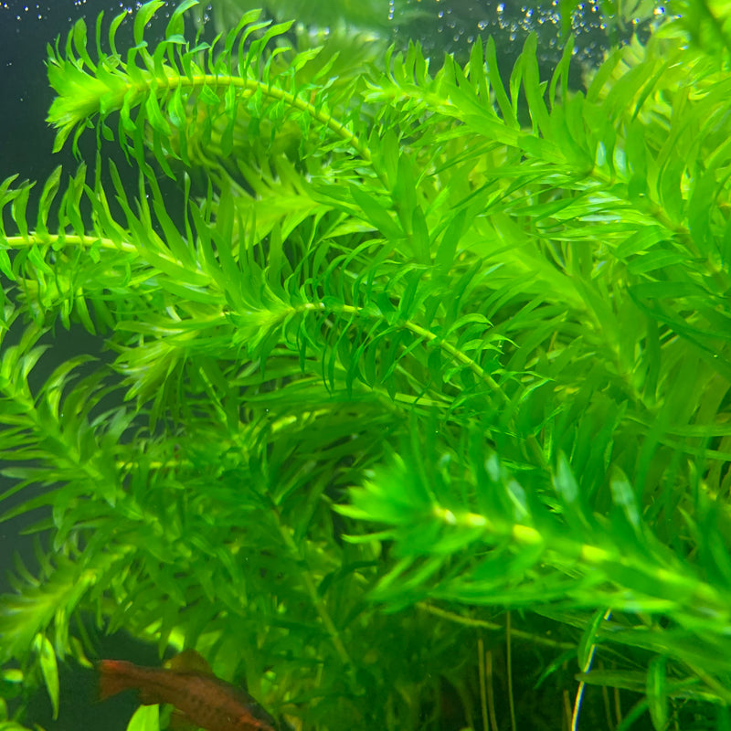 Anacharis (Egeria Densa) - AquaticMotiv