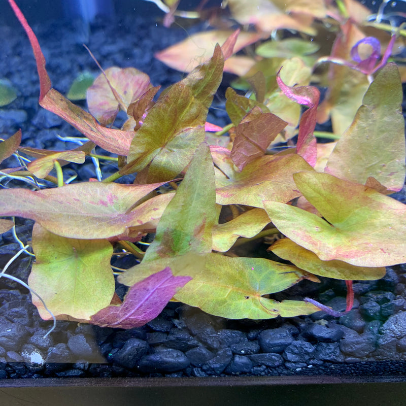 Dwarf Lily Plant - AquaticMotiv