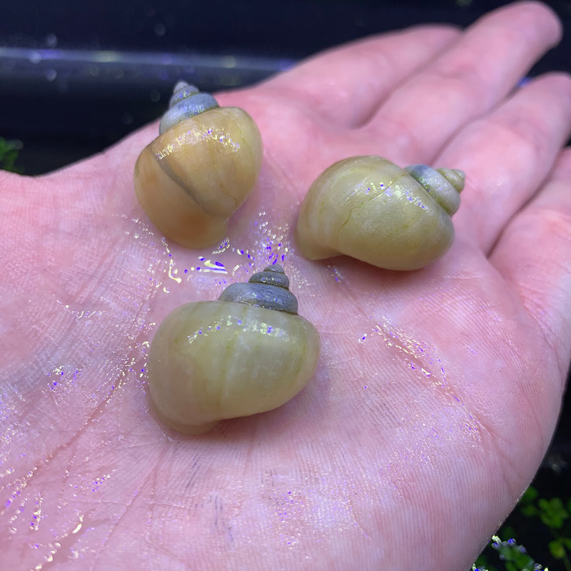 3 Ivory Mystery Snails (Pomacea Bridgesii) - AquaticMotiv