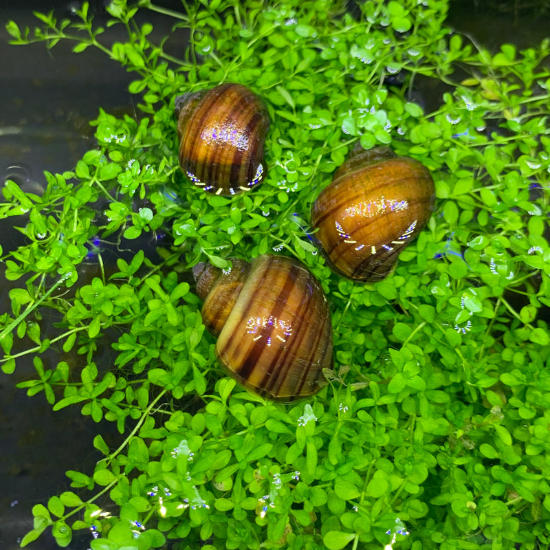 3 Chestnut Mystery Snails (Pomacea Bridgesii) - AquaticMotiv