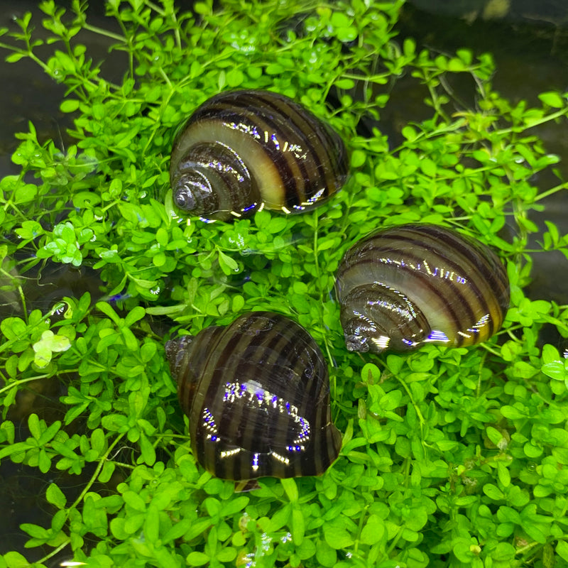 3 Black Mystery Snails (Pomacea Bridgesii) - AquaticMotiv