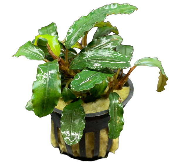Bucephalandra Sp. "Green Wavy" Pot - AquaticMotiv