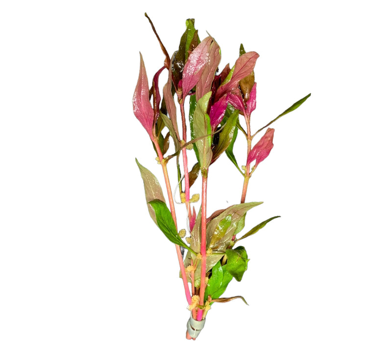 Telanthera Rosefolia (Alternanthera reineckii) - AquaticMotiv