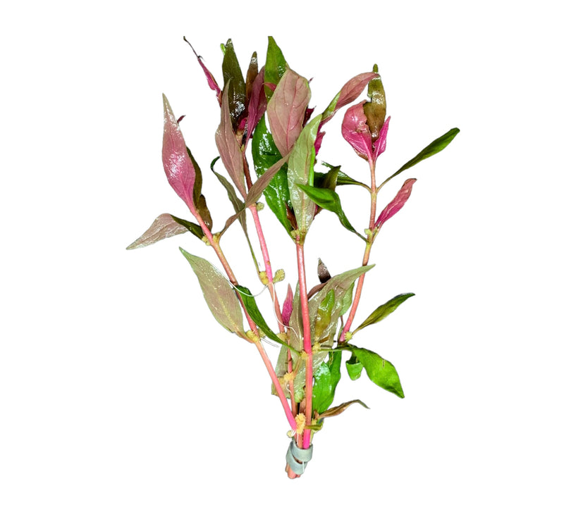 Telanthera Rosefolia (Alternanthera reineckii)