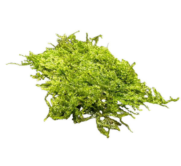 Java Moss (Taxiphyllum Barieri) Portion - AquaticMotiv