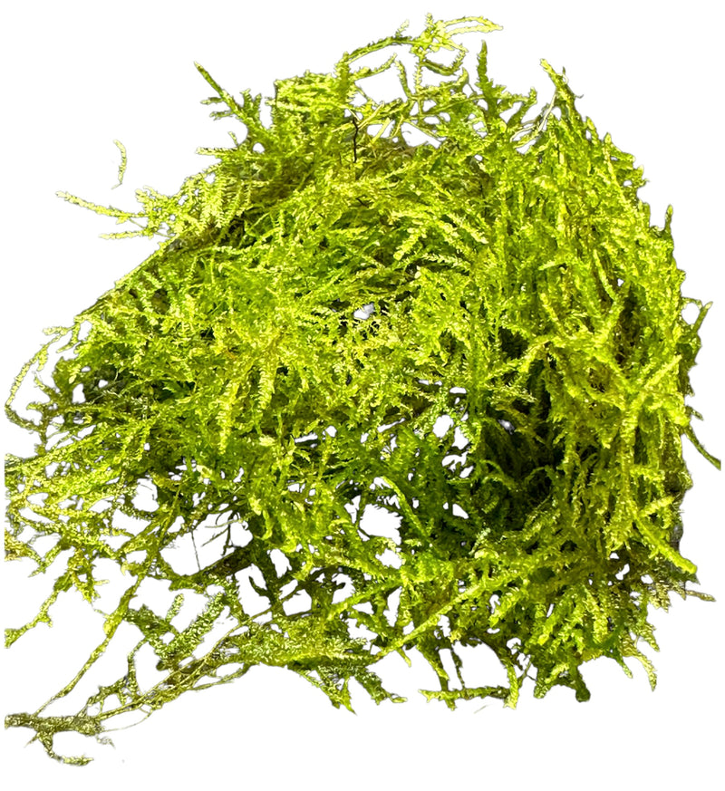 Weeping Moss (Vesicularia Ferriei) - AquaticMotiv