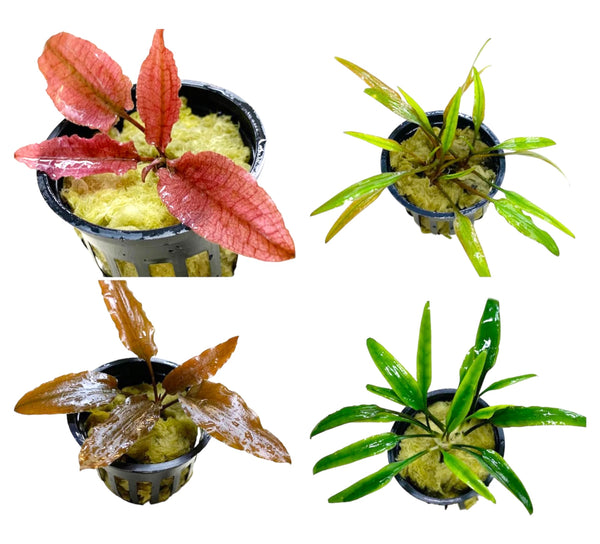 4 Cryptocoryne Potted (Assorted pack)