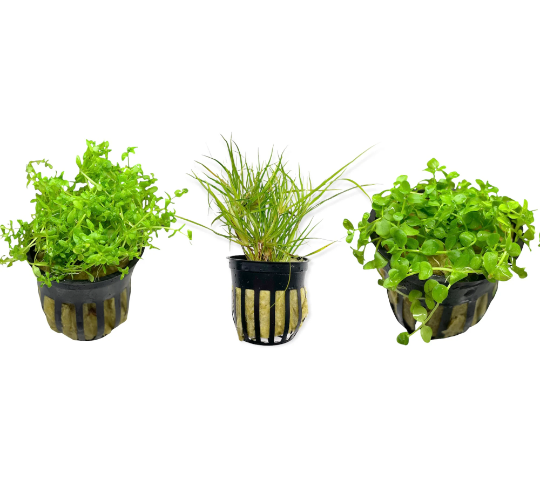 Foreground Beginner Bundle Pack of 3 Pots - AquaticMotiv