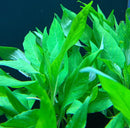 Hygrophila Angustifolia (Hygro. Corymbosa 'Augustifolia') Hygro. Willow - AquaticMotiv