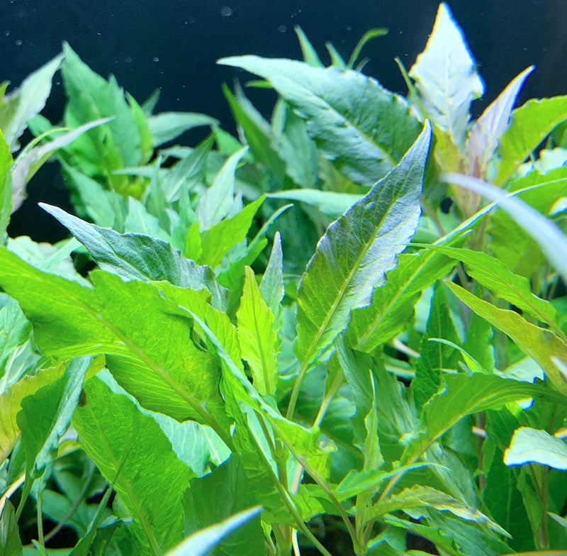 Hygrophila Salcifolia (Hygro. Blue) - AquaticMotiv