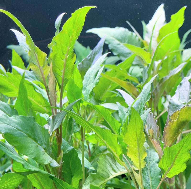 Hygrophila Salcifolia (Hygro. Blue) - AquaticMotiv