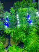 Pogostemon Erectus Potted - AquaticMotiv