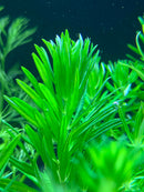 Pogostemon Erectus Potted - AquaticMotiv