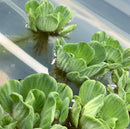 Water Lettuce Rosette (Pistia Sp.) - AquaticMotiv