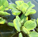 Water Lettuce Variegated (Pistia Sp.) - AquaticMotiv