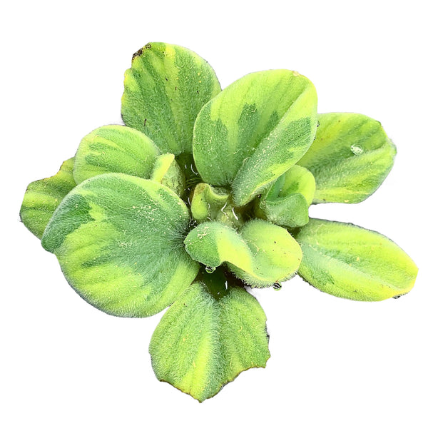 Water Lettuce Variegated (Pistia Sp.) - AquaticMotiv