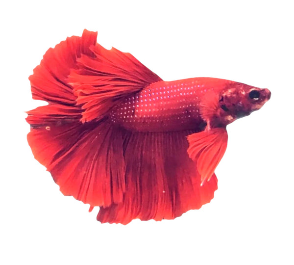 Half-Moon Betta Male - AquaticMotiv