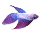 Betta Male - AquaticMotiv