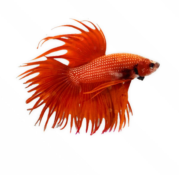 Crowntail Betta Male - Red - AquaticMotiv