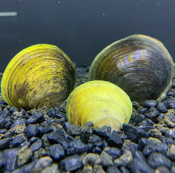 Giant Asian Freshwater Clam x3 - AquaticMotiv