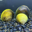 Giant Asian Freshwater Clam x3 - AquaticMotiv