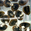 Freshwater Clam (Corbicual sp.) x3 - AquaticMotiv
